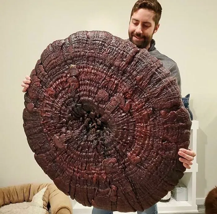 Giant Reshi !