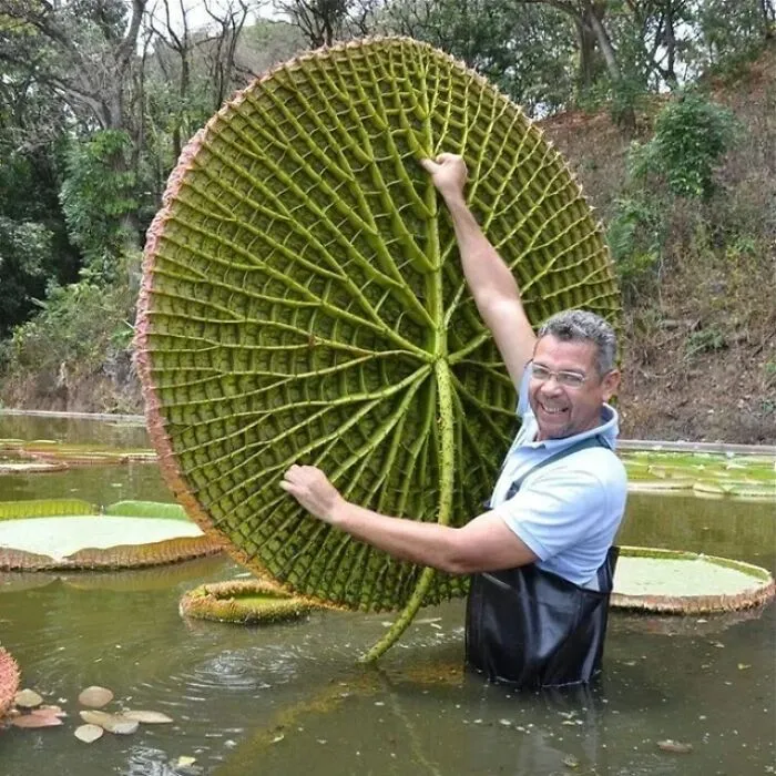 Felt Like This Was A Unit Of A Water Lily