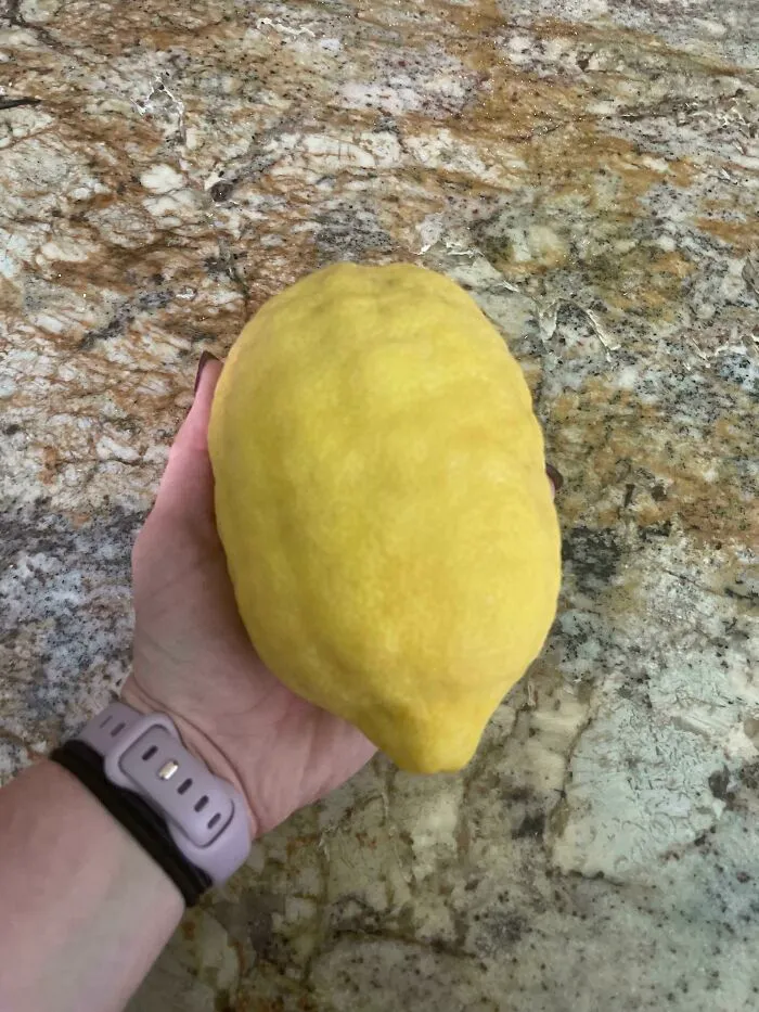 ¿Esto queda bien aquí? Un limón del limonero de mis padres 