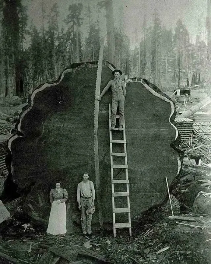 Before Chainsaws This Was The Length Of The Two-Man Hand Saw And Heavy Duty Axes That They Used To Drop These Tremendous Trees