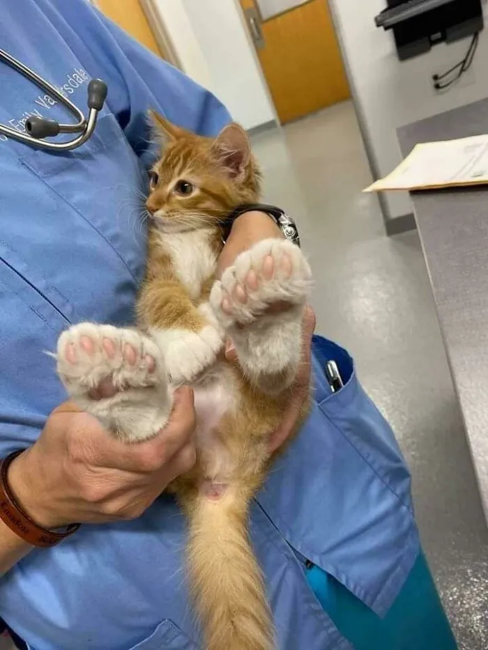 Unidad absoluta de las patas de este gatito… ¡Con deditos extras!