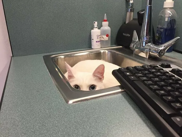 Escondiéndose del veterinario
