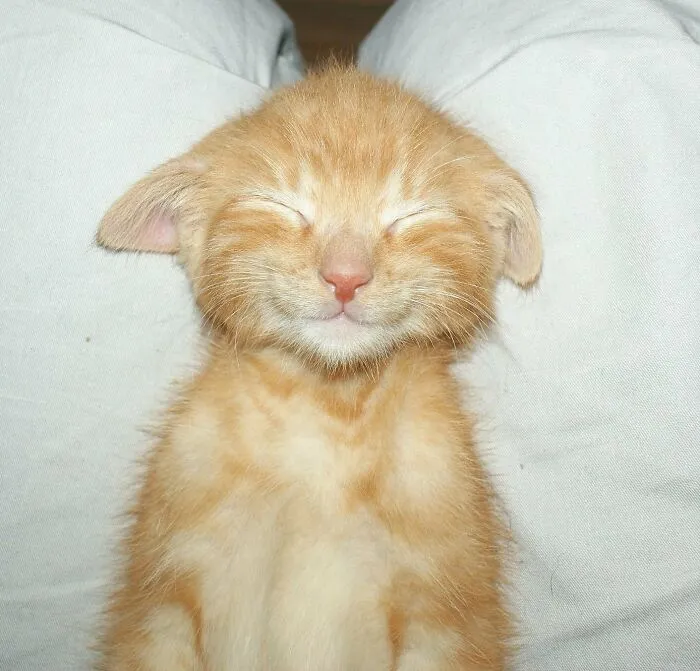 This Is My Yoda