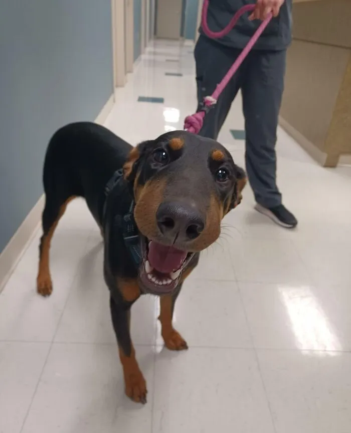 Esta dulce niña de 10 meses llegó el viernes con una mordedura de serpiente. Estuvo así de contenta todo el tiempo, aunque fue muy doloroso para ella