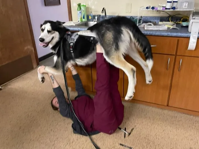 My Sister Is A Vet Tech And Took My Dog With Her To Work, I Asked Her How He Was Doing And She Sent Me This