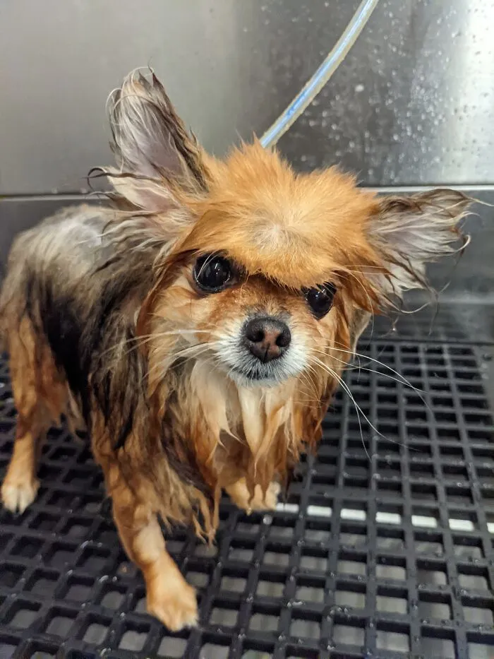 I Think I Adopted A Gremlin