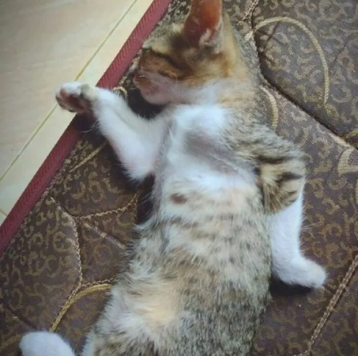 Nap Like An Egyptian