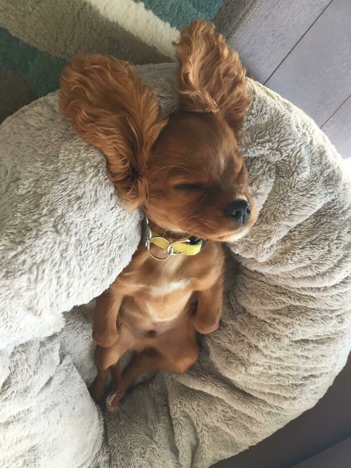 Mi novia está cuidando al perro de un amigo. Al parecer, así es como duerme la siesta 