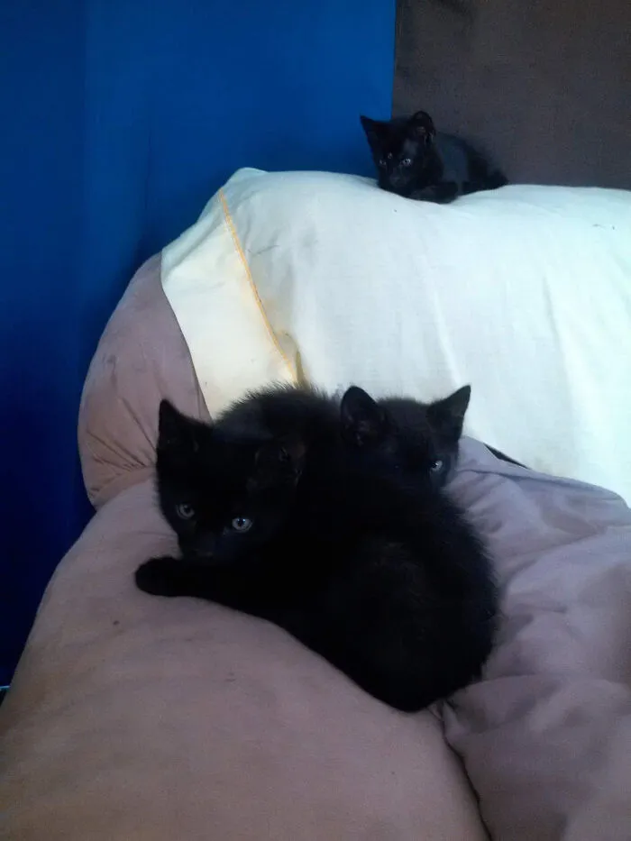 No podía decidir cuál adoptar, así que mantuve la familia unida y adopté a los tres