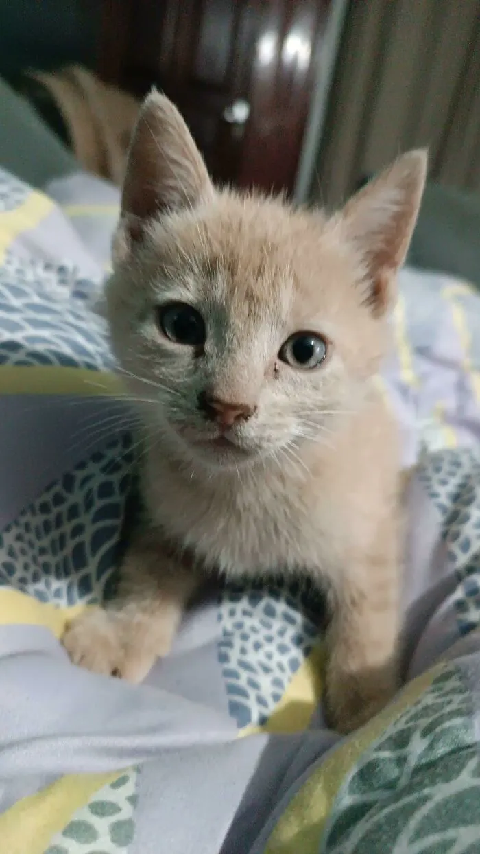 This Little Guy Just Adopted Us... Walked In To The House Right Behind Me