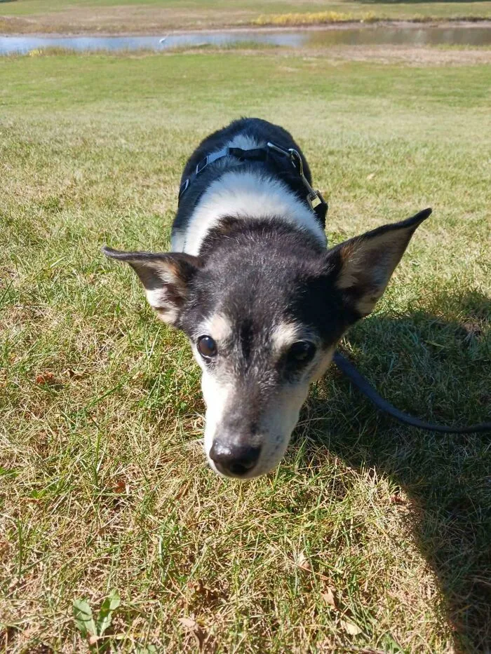 Mi novia adoptó hace poco al viejo Sampson (18 años). Está hecho polvo y sus patas traseras están empeorando, pero le sigue gustando olfatear y salir a pasear
