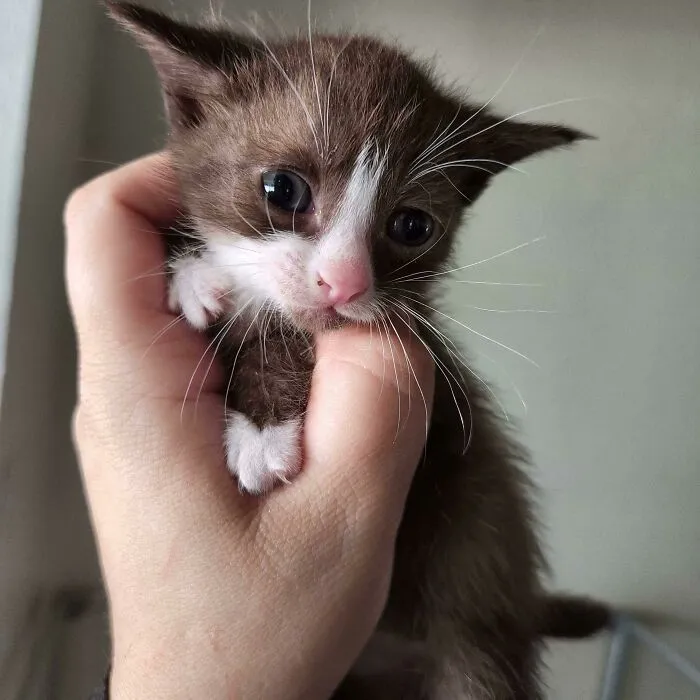 No sólo es ilegalmente pequeño, sino que es el primer gato marrón que nuestro rescate ha sacado de entre miles. ¿Cómo de guay es?