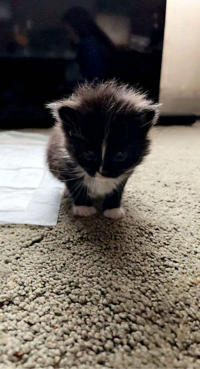 Rescatado este gatito de detrás de un contenedor de basura, ¡os presento a Mittens!