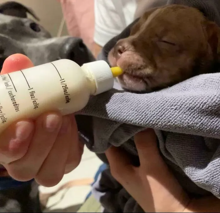 Our Little Rescue. She’s 5 Weeks Old With Development Of A 3 Week Old . She Was Also The Runt Of The Litter