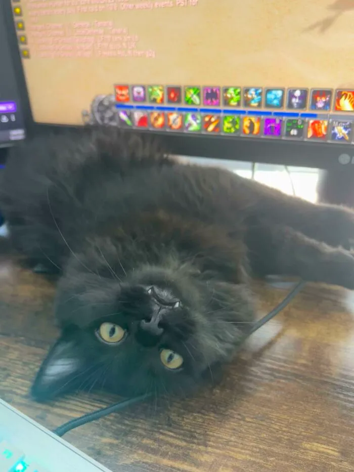 Oh Gosh I Rescued A Vampire! What Do I Do?!