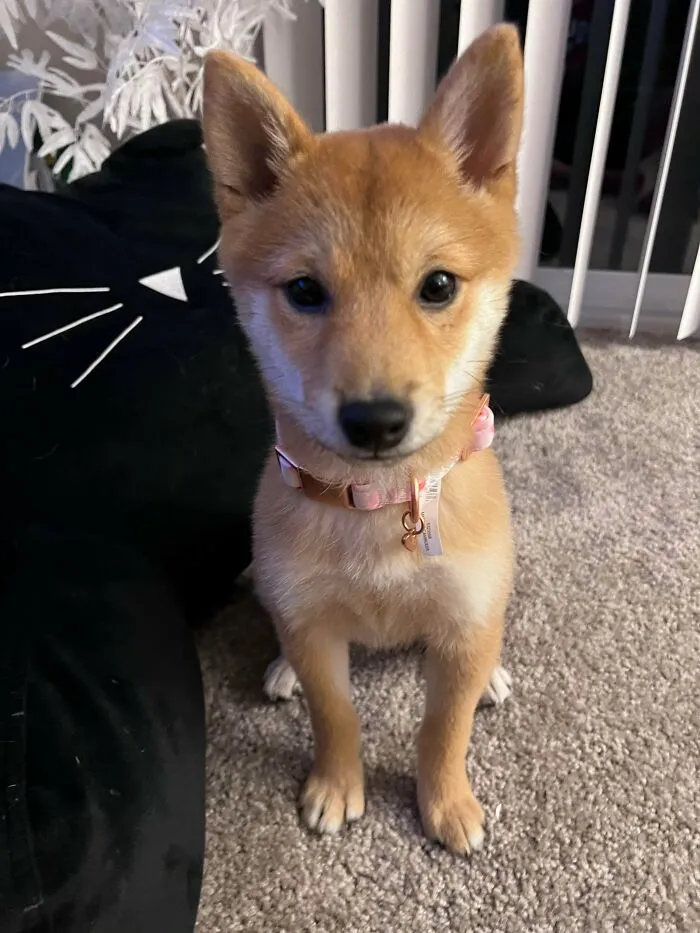 New Pup Rescued - This Is Rori!
