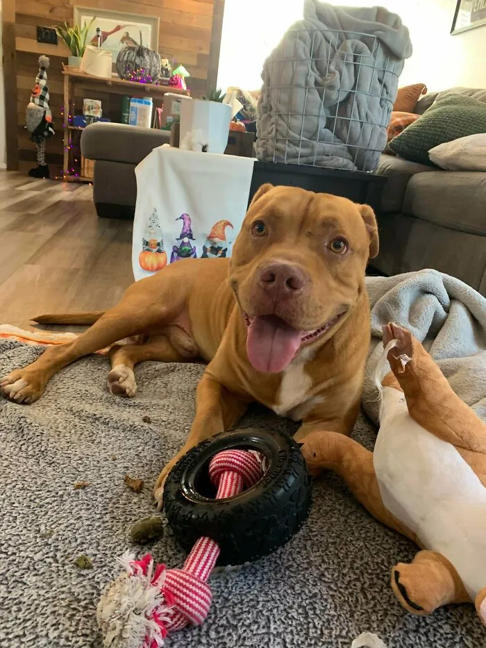 Officially Adopted Our New Baby & Brought Him Home Today!! He's So Excited To Be Home & Such A Sweetheart