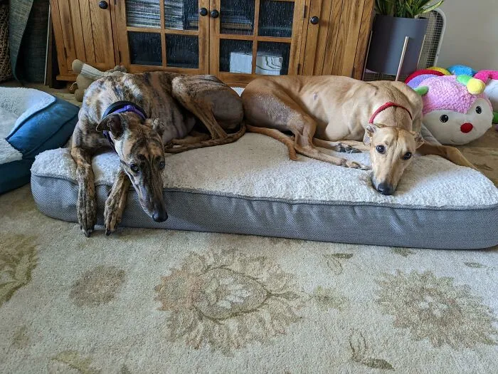 Today We Adopted Our Second Greyhound, Lily. I Think Her And Hank Will Get Along Just Fine