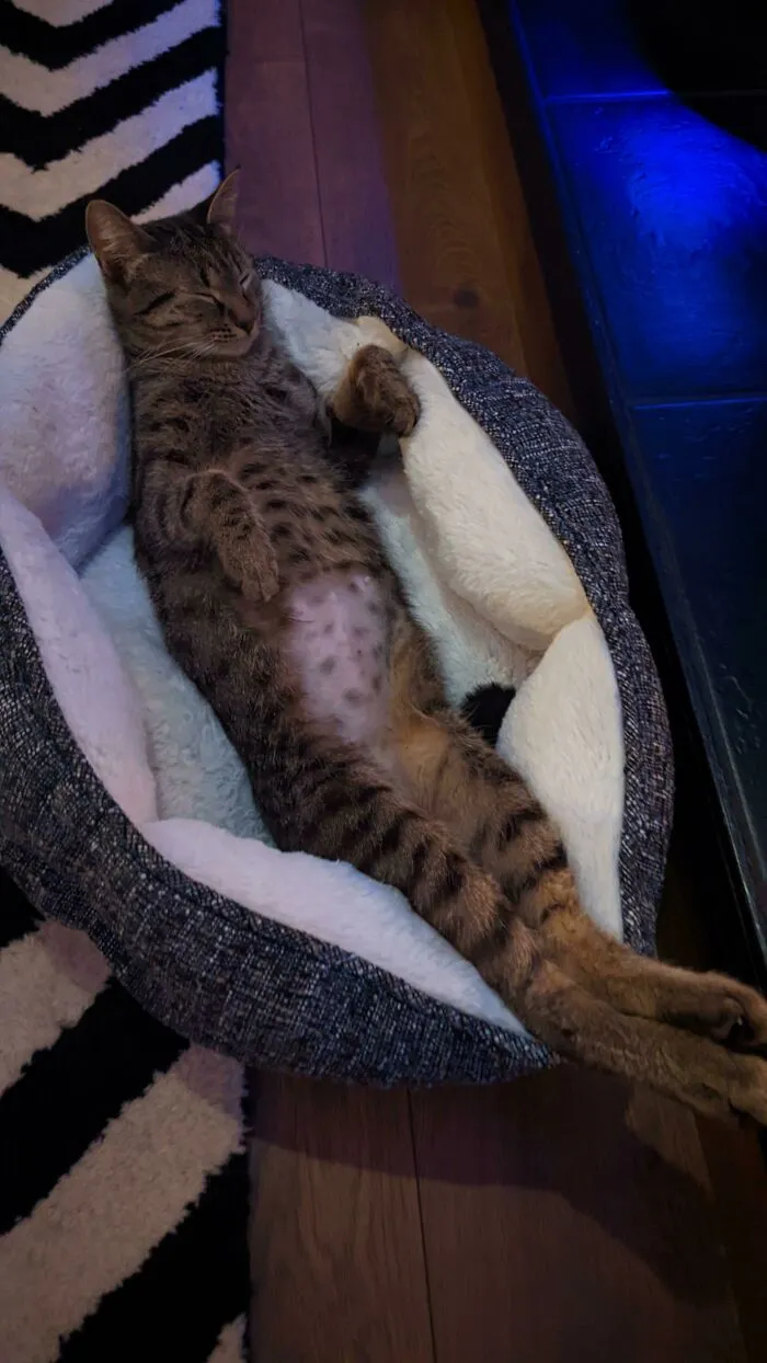 Can't Tell If I Adopted A Rabbit Or A Cat