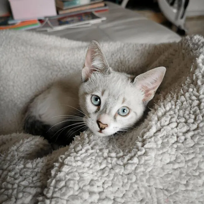 This Is My Sweet Foster That I Ended Up Adopting