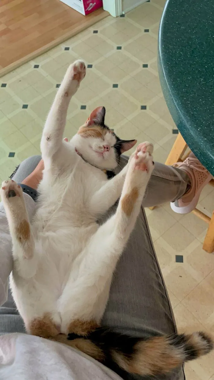 This Is Piper. She Showed Up On My Aunt’s Property And Decided To Adopt Us. I Stopped By To See My Aunt And Gave This Girl Some Head Massage. She Passed Out Like That 