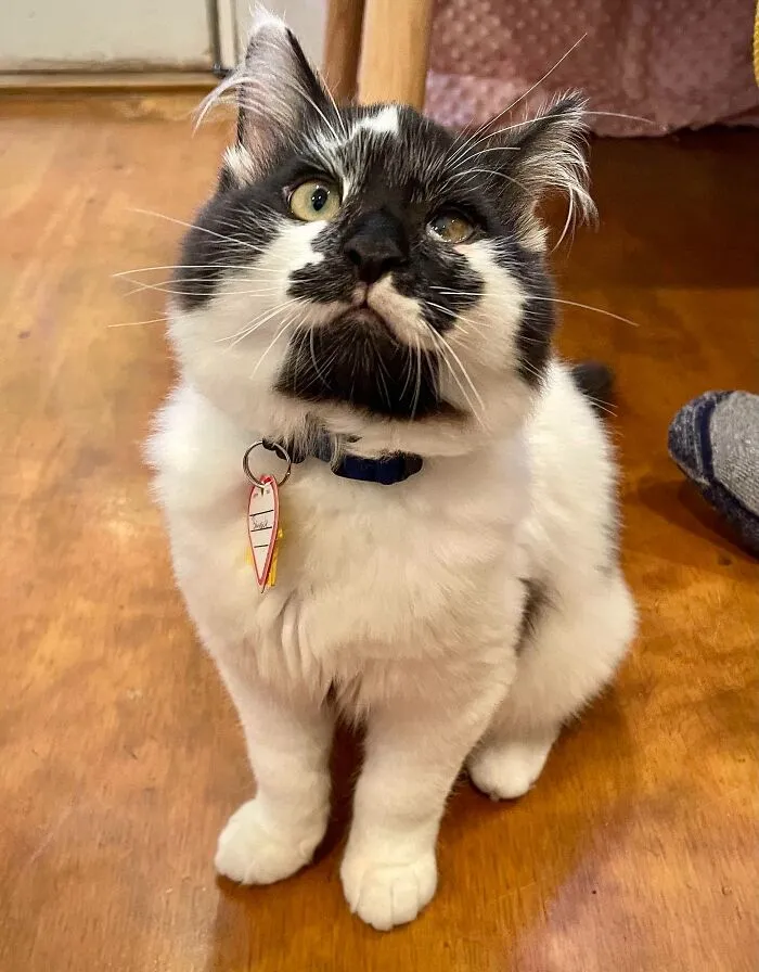 Acabamos de adoptar a este grande tontorrón llamado Barnacle, que tiene 15 semanas y es más grande que nuestro gato de dos años