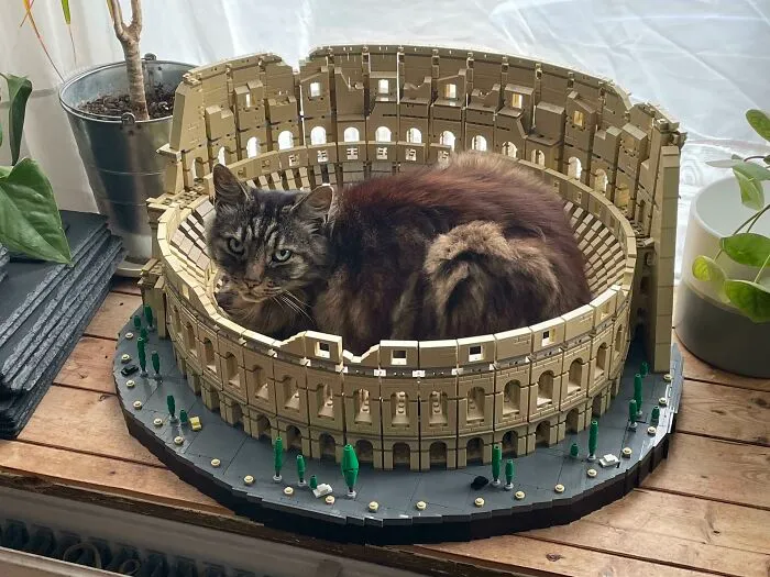 I Came, I Saw, I Fits, I Sits