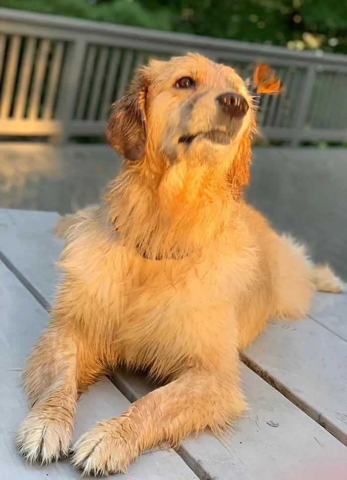 Dog playing with a butterfly