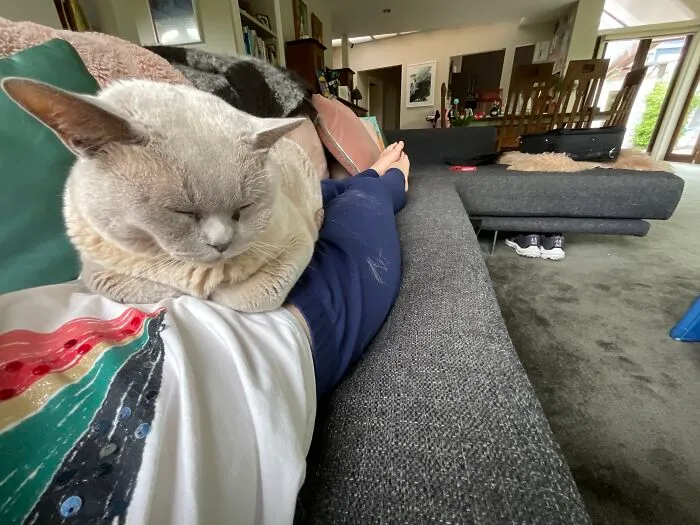 Catsense#03.exe Loading In Progress… 60% Complete
