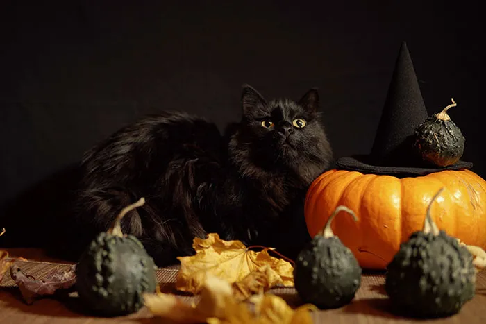Getting Spooked By Black Cats