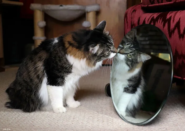 Narcissism