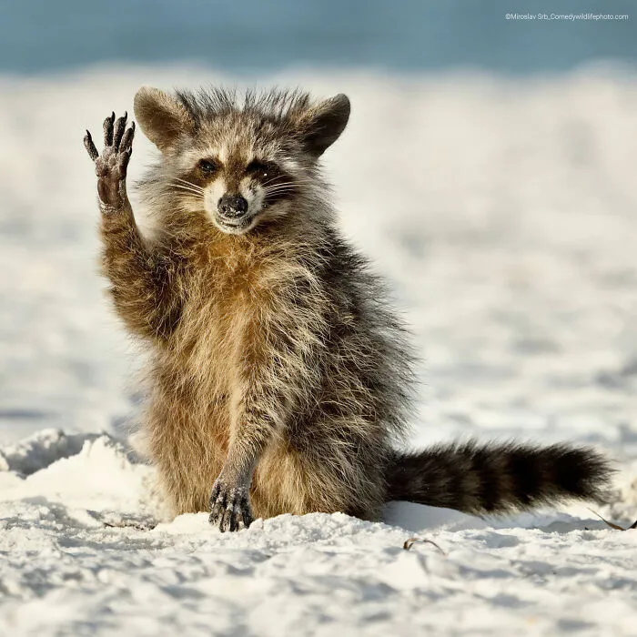 "Hello Everyone" By Miroslav Srb