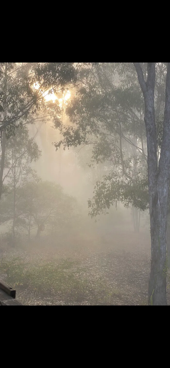 Morning Fog!