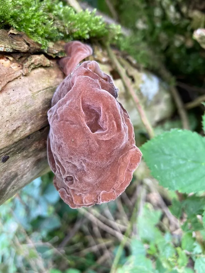 Some Gooey Type Shroom , So Soft