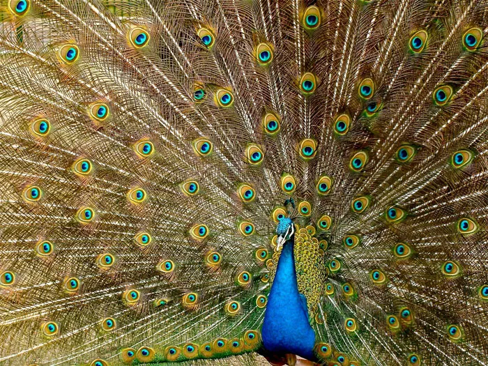 If You Could Make A New Animal, What Would It Be?