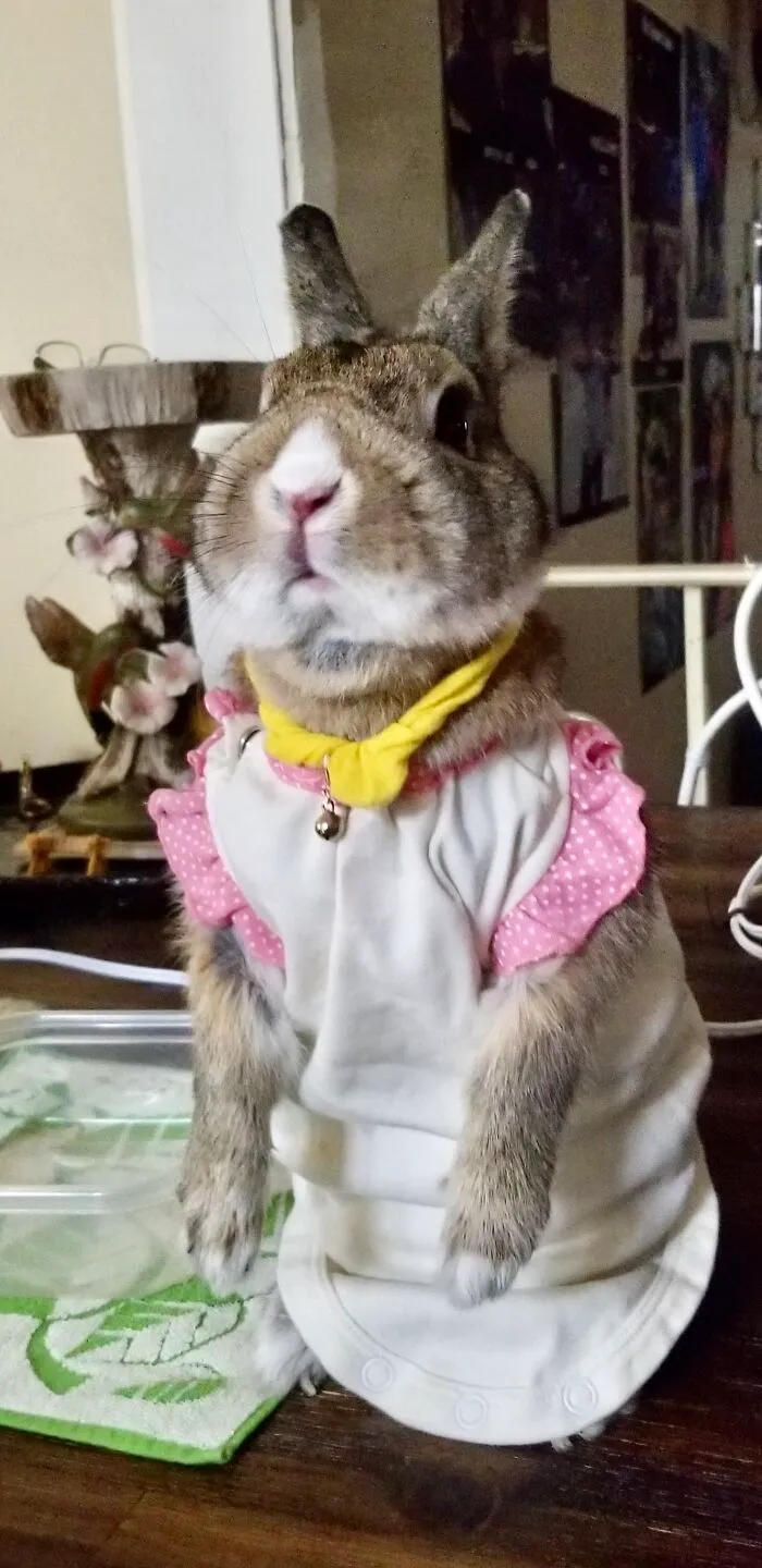 What To Do With My Daughter’s Old Onesie…..give It To Dot!