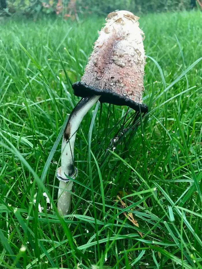 I Have No Idea What Kind Of Mushroom It Is, But It's Certainly The Saddest I've Ever Seen
