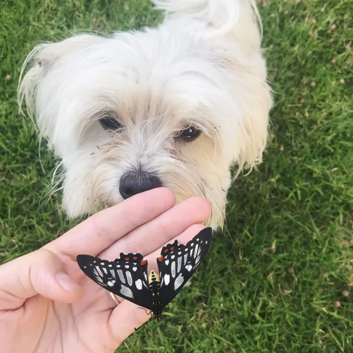 Dog looking at a butterfly