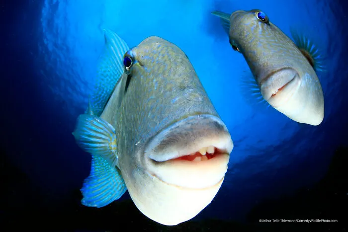 "Say Cheeeese" By Arturo Telle Thiemann