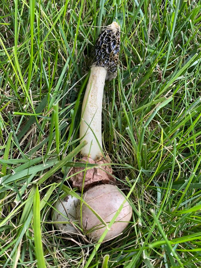 Phallus Impudicus In My Back Yard. *giggle*