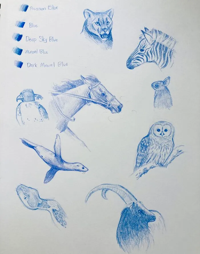 Doing Animal Sketches, Practicing With Values And Textures