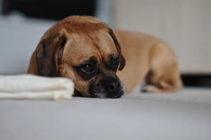 Treating Animals Poorly