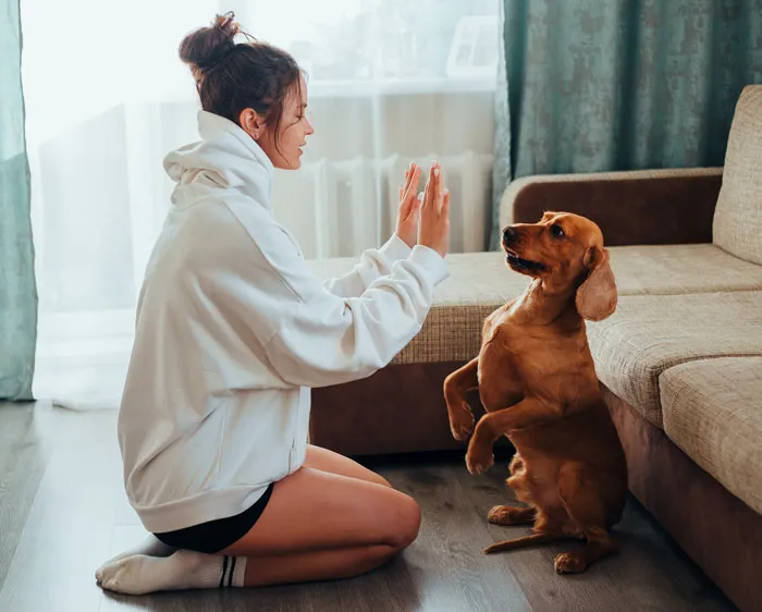 Teach Your Pet Some New Tricks