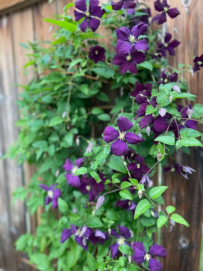 Jackmani Clematis. It Sat Dormant And Deadish For 5 Years And Then I Added Fish Fertilizer And Boom! It's Alive!