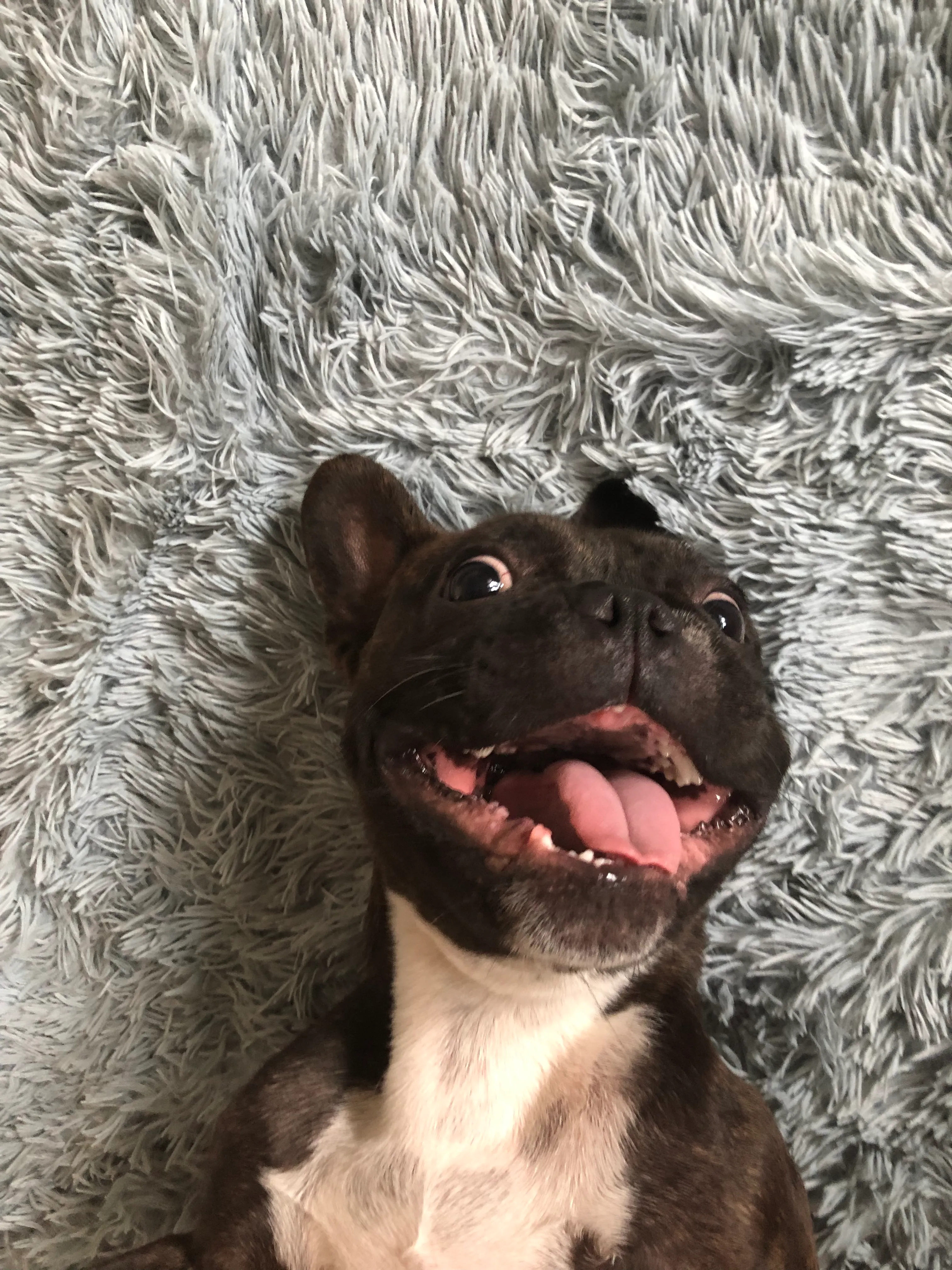 Hey Pandas, Post A Picture Of Your Pets Funniest Face!