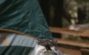 Our Certified Therapy Cat Who Loves To Go On Adventures Is Guaranteed To Make You Smile (40 Pics)