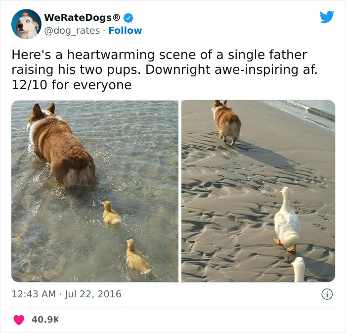 Proud Papa Corgi