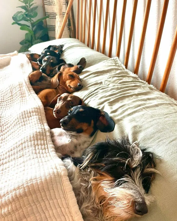 Woman Shares Her Life With 8 Rescue Dachshunds, And Here Are 25 Of The Funniest Pictures Of Them