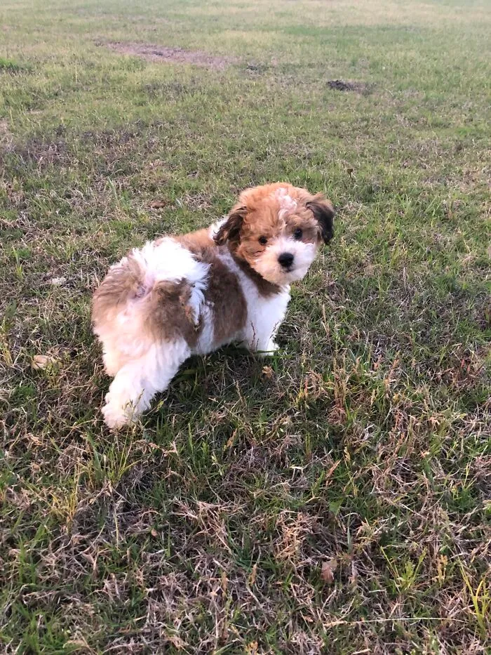 My Pupper Thomas