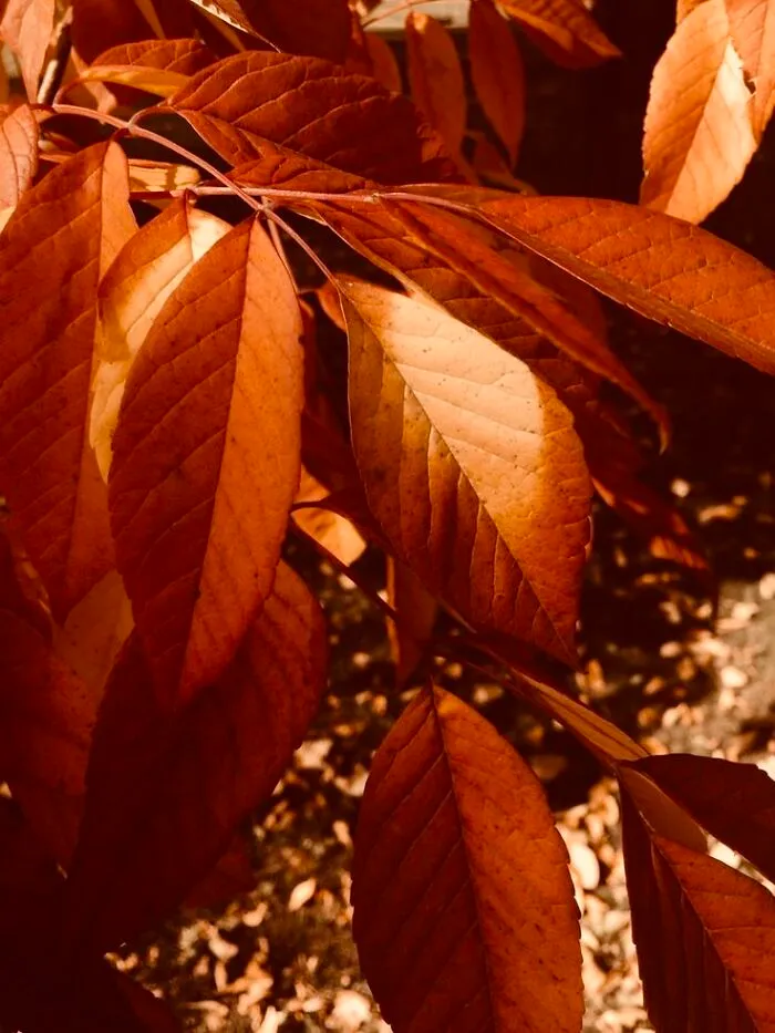 Fall Leaves 🍁
